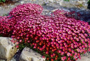 saxifraga3