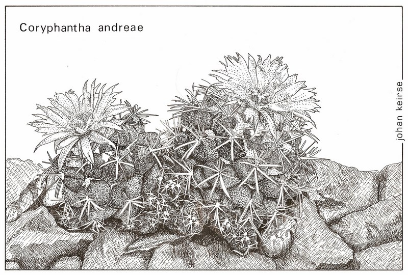 Coryphantha andreae