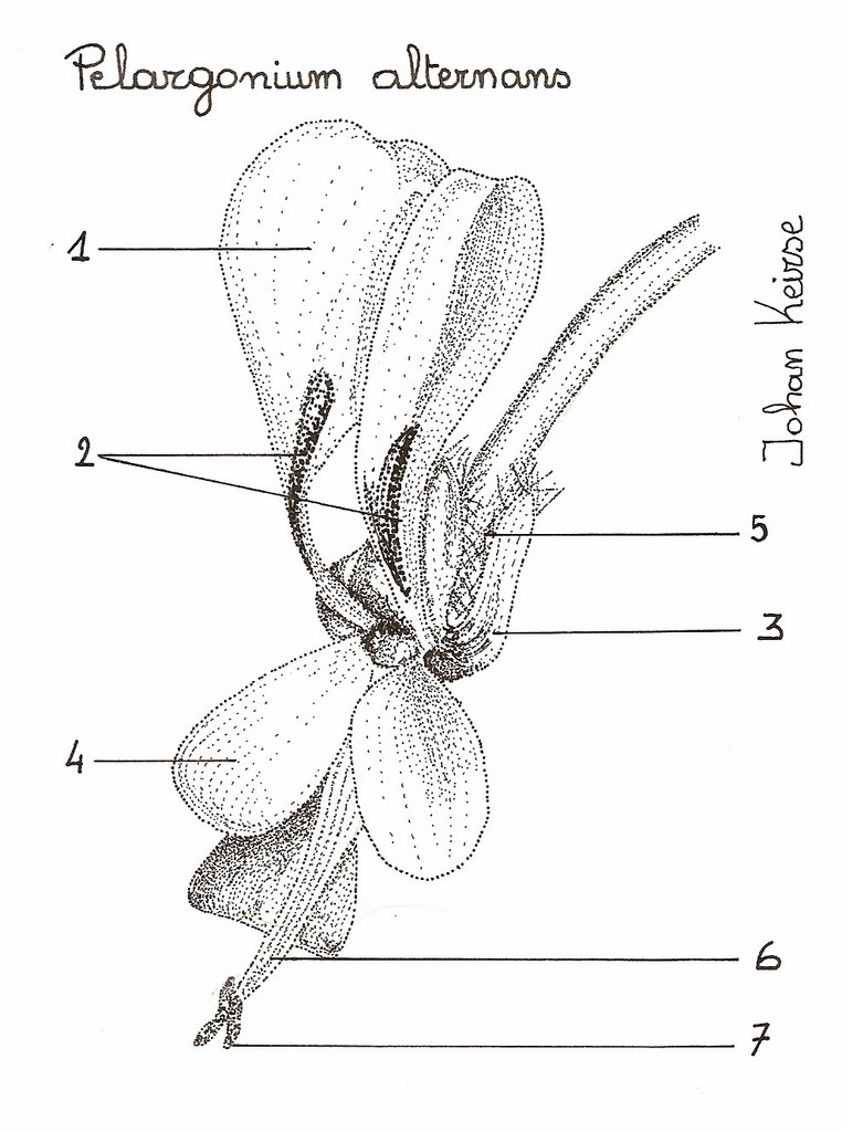 Pelargonium alternans