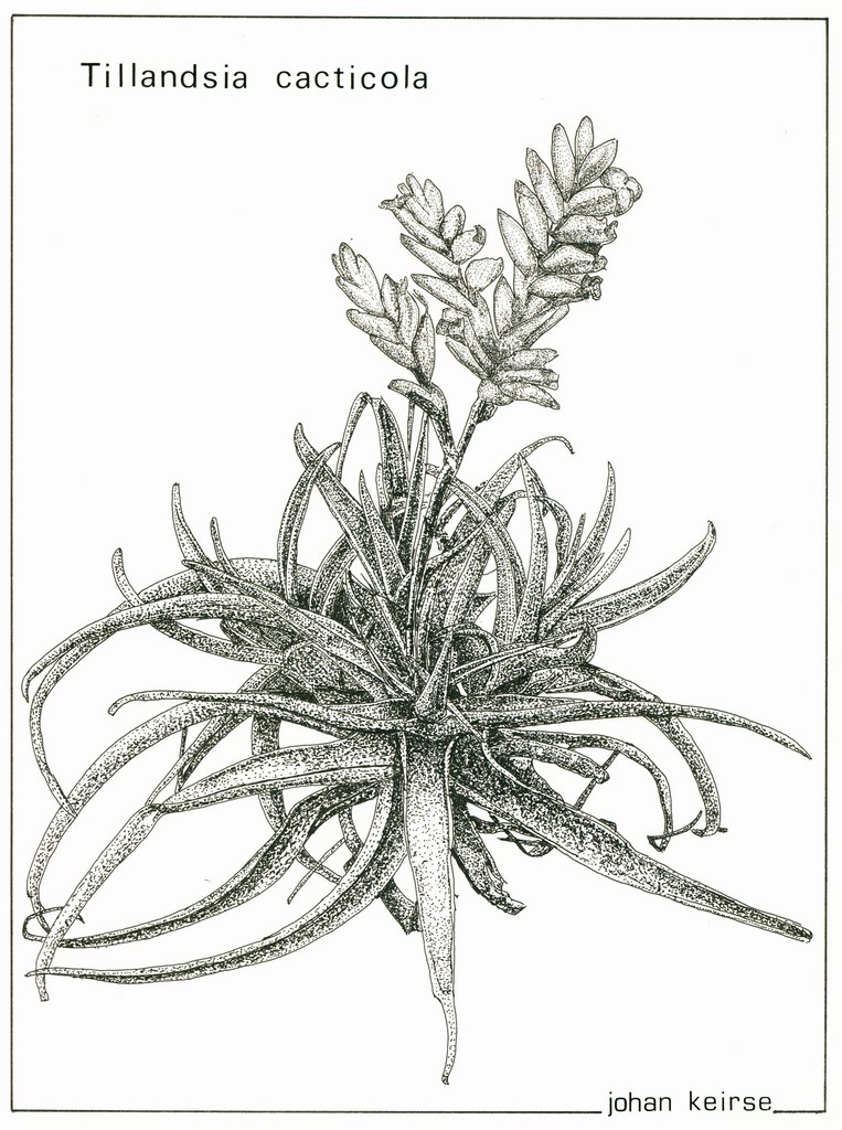 Tillandsia cacticola